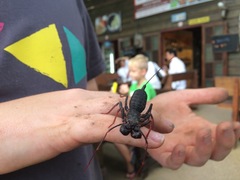 Hypoctonus siamensis