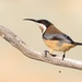 Eastern Spinebill - Photo (c) Indra Bone, some rights reserved (CC BY-NC), uploaded by Indra Bone