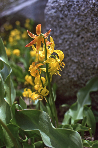Erythronium pluriflorum