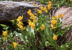 Erythronium pluriflorum