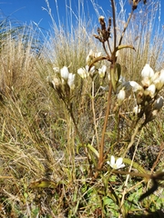 Gentianella corymbifera gracilis