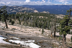 Erythronium pluriflorum