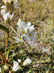 Gentianella corymbifera gracilis