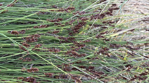 Elegia nuda