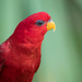 Red Lory - Photo (c) Mibby23, some rights reserved (CC BY-NC)