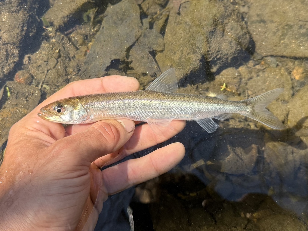 American smelt (Osmerus mordax) — Osmeridae