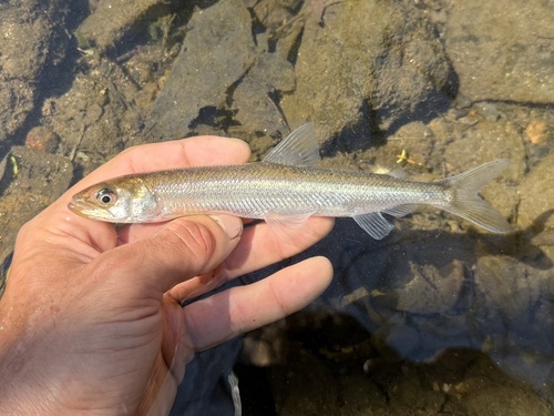 American smelt (Osmerus mordax) — Osmeridae