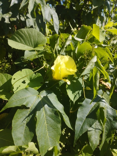 Gossypium barbadense observed 2026-04-27
