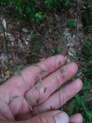 Poa autumnalis