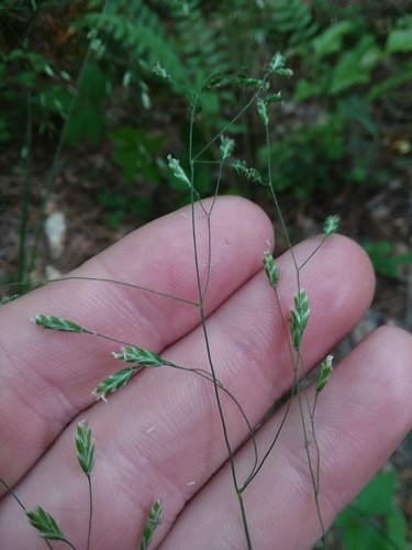 autumn bluegrass (Poa autumnalis)