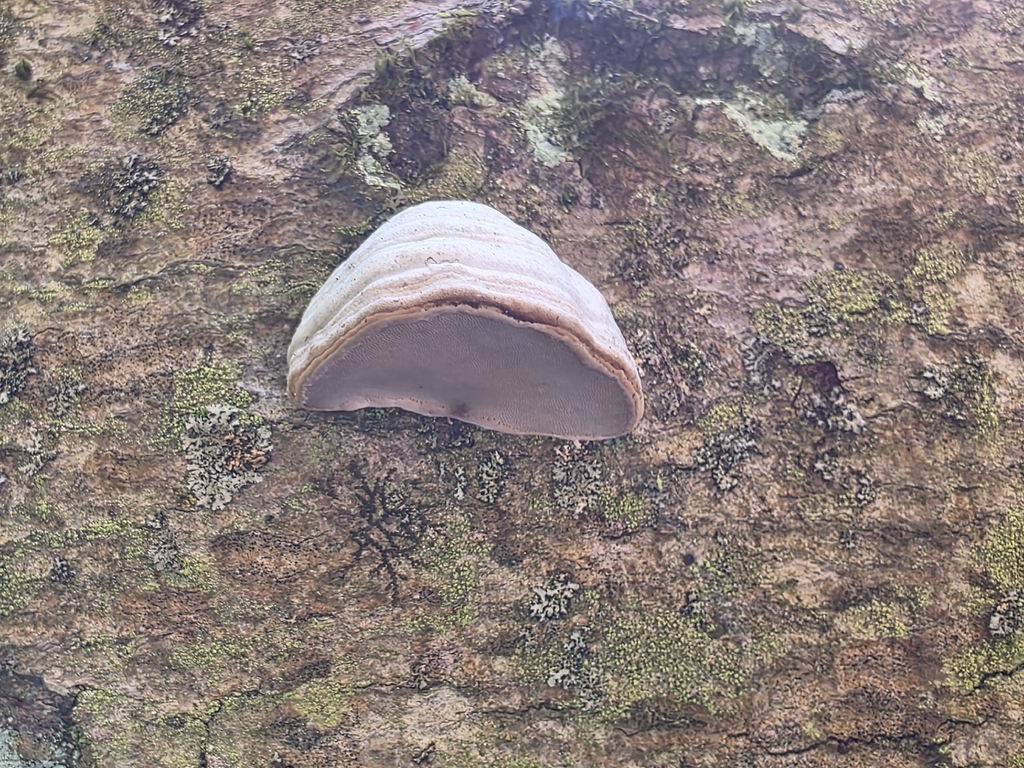 Fomes excavatus · April 2026 · photo: © kristinpiston (iNaturalist, cc0)