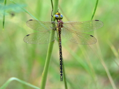 Austrogynacantha heterogena