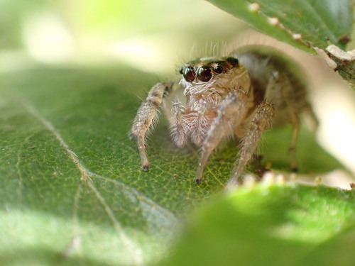 Colonus hesperus photo 4
