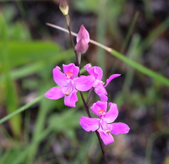 Calopogon multiflorus