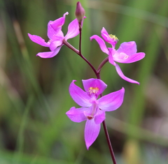 Calopogon multiflorus