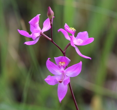 Calopogon multiflorus