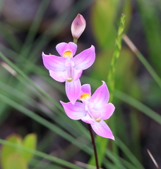Calopogon multiflorus