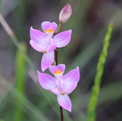 Calopogon multiflorus