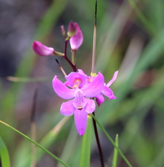 Calopogon multiflorus