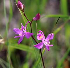 Calopogon multiflorus