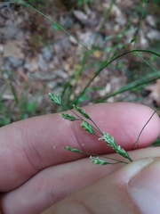 Poa autumnalis