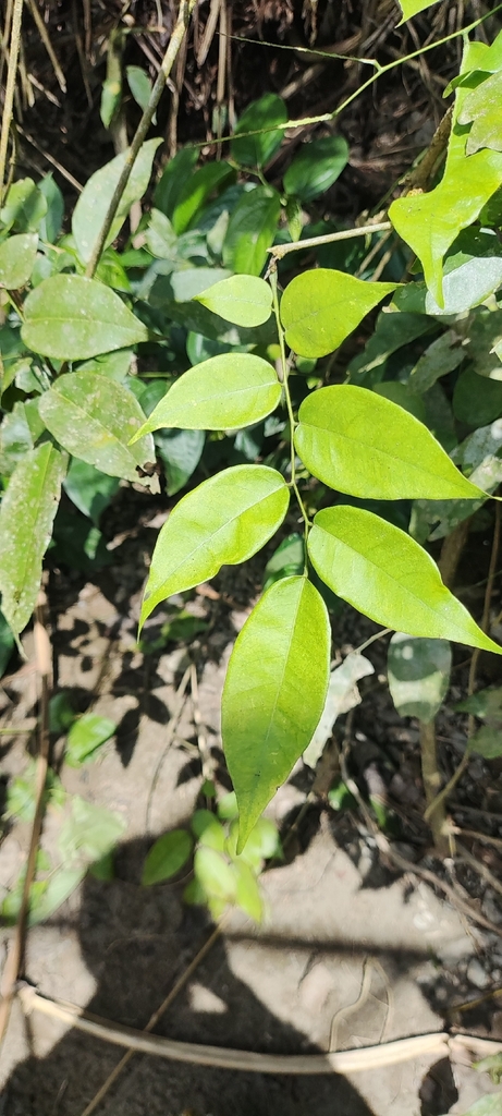 Machaerium latifolium