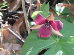 Trillium