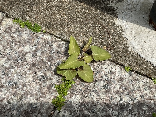 Viola inconspicua observed 2026-04-27