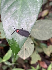 Pyrocoelia formosana