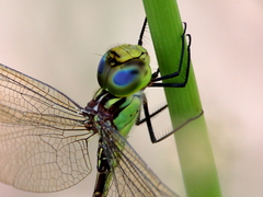 Austrogynacantha heterogena