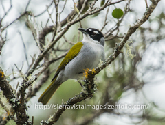 Phaenicophilus palmarum