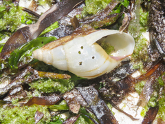 Limicolaria flammea