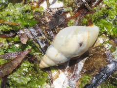 Limicolaria flammea