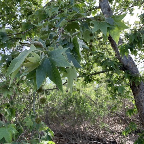 iNaturalist observation photo of western sycamore