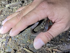 Calamaria pavimentata