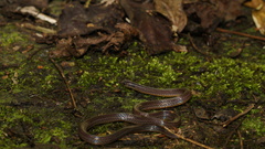 Calamaria pavimentata