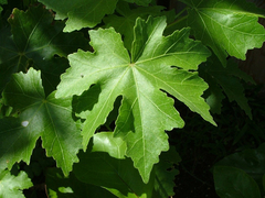 Hibiscus brackenridgei
