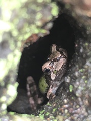 Hyla japonica