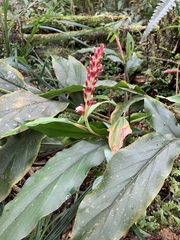 Alpinia japonica