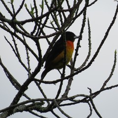 Ramphocelus flammigerus flammigerus