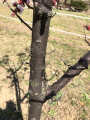 Prunus armeniaca