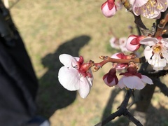 Prunus armeniaca