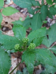 Sanicula smallii