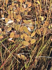 Potamogeton suboblongus