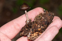Mycena plumipes