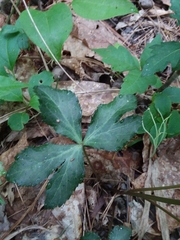 Sanicula smallii