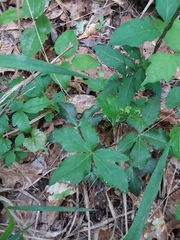 Sanicula smallii