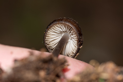 Mycena plumipes