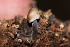 Mycena plumipes