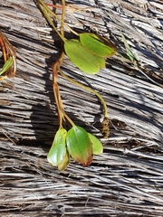 Potamogeton suboblongus